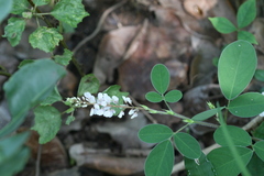 Desmodium heterocarpon var. strigosum